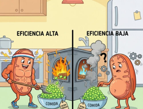 Por qué el metabolismo no es una simple calculadora de calorías