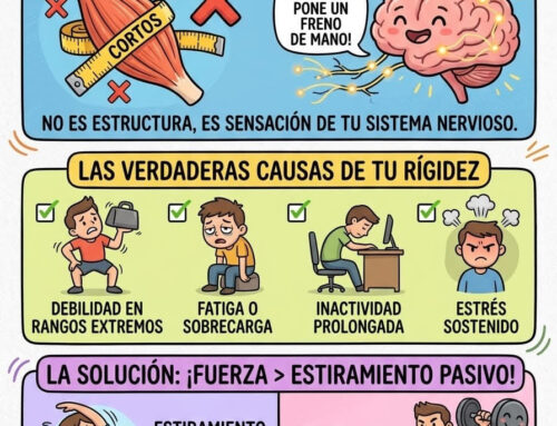 El mito de los músculos cortos: por qué estirar no es la solución a tu rigidez